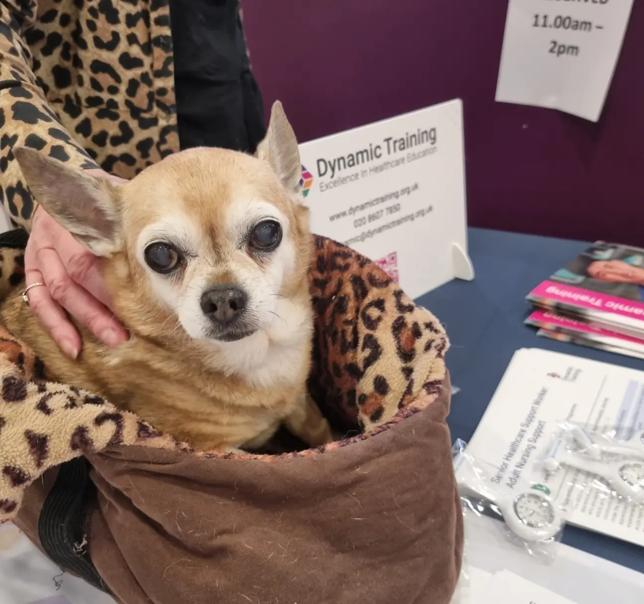 Boo, The Former Therapy Dog, Within NHS Hospital